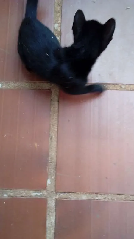 Gato ra a  idade 2 a 6 meses nome Batman
