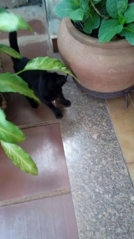Gato ra a  idade 2 a 6 meses nome Batman