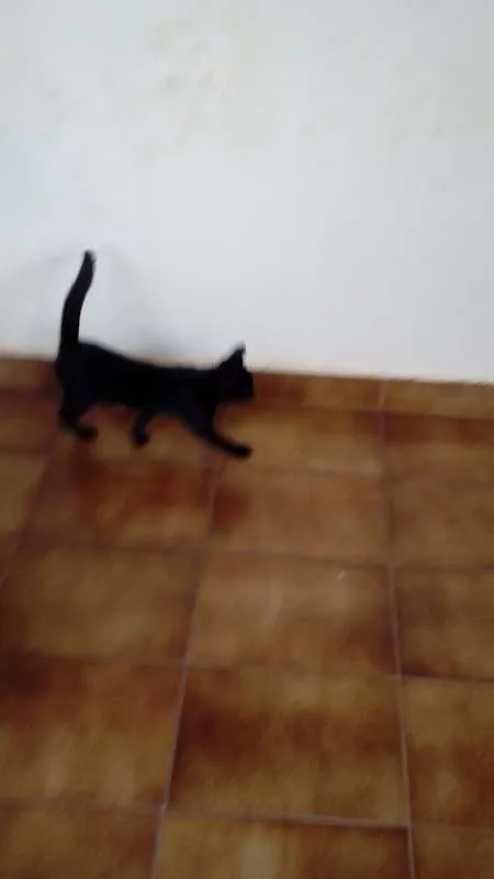 Gato ra a  idade 2 a 6 meses nome Batman