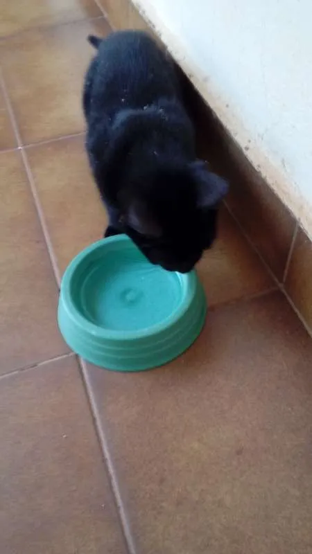 Gato ra a  idade 2 a 6 meses nome Batman