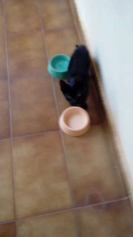 Gato ra a  idade 2 a 6 meses nome Batman