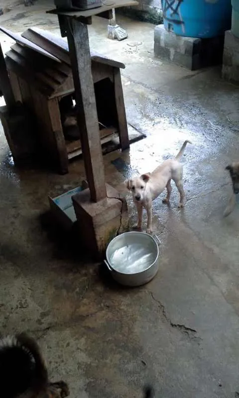Cachorro ra a srd idade 2 anos nome nino