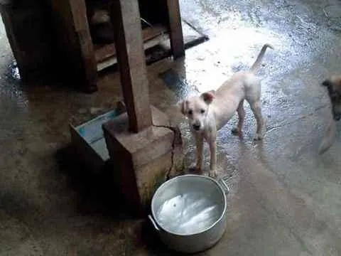 Cachorro ra a srd idade 2 anos nome nino