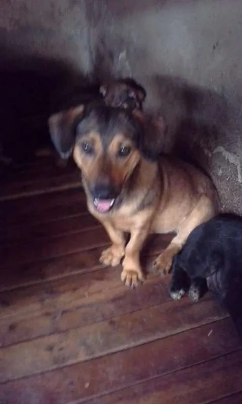 Cachorro ra a SRD idade 1 ano nome CRISTAL