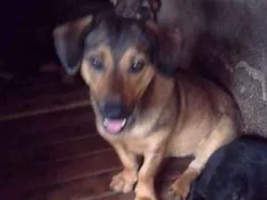 Cachorro raça SRD idade 1 ano nome CRISTAL