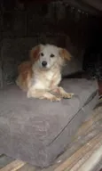 MEG