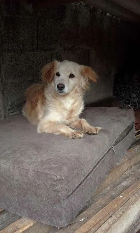 Cachorro ra a SRD idade 2 anos nome MEG