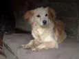 MEG