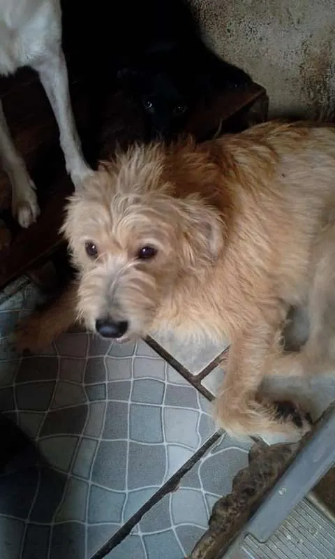 Cachorro ra a SRD idade 1 ano nome PASTEL