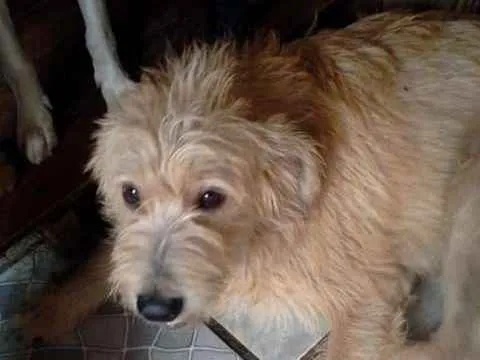 Cachorro ra a SRD idade 1 ano nome PASTEL