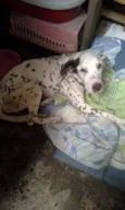 AMENDOIM