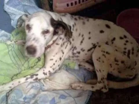 Cachorro ra a DALMATA idade 2 anos nome AMENDOIM