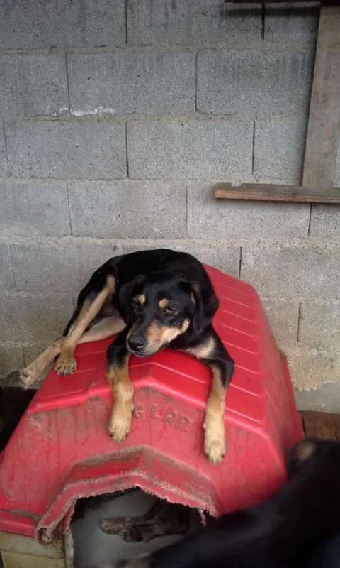 Cachorro ra a SRD idade 1 ano nome PRINCESA
