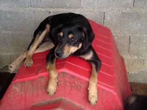Cachorro ra a SRD idade 1 ano nome PRINCESA