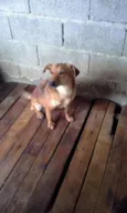 PEQUENO
