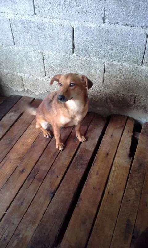 Cachorro ra a SRD idade 3 anos nome PEQUENO