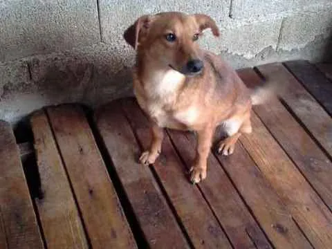 Cachorro ra a SRD idade 3 anos nome PEQUENO