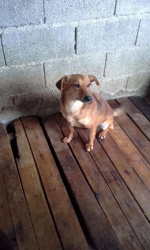 Cachorro ra a SRD idade 1 ano nome PEROLA