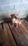 PEROLA