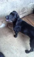 PEROLA