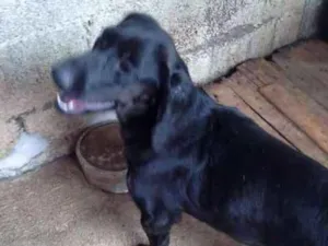 Cachorro raça SRD idade 1 ano nome PEROLA