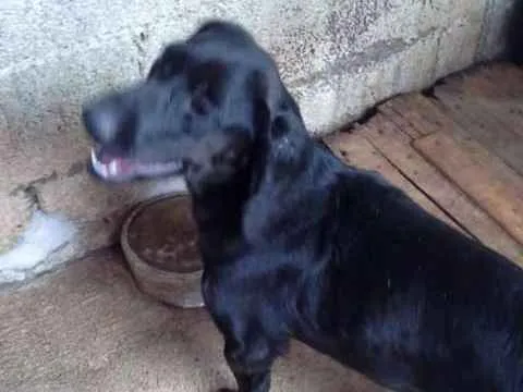 Cachorro ra a SRD idade 1 ano nome PEROLA