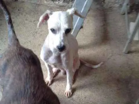 Cachorro ra a POODLE idade 2 anos nome THEO