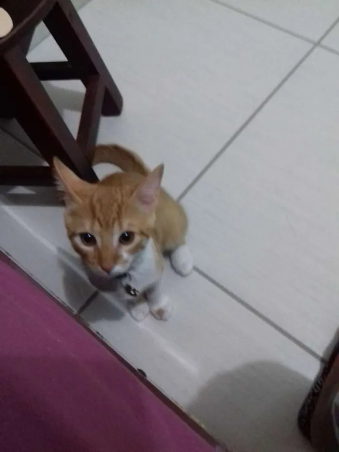 Gato raça Vira lata idade 1 ano nome Malu