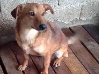 Cachorro ra a SRD idade 3 anos nome PEQUENO