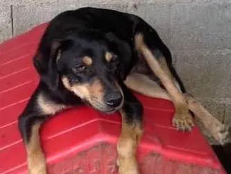 Cachorro ra a SRD idade 1 ano nome PRINCESA