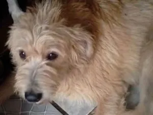 Cachorro raça SRD idade 1 ano nome PASTEL