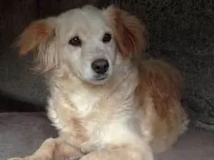 Cachorro raça SRD idade 2 anos nome MEG