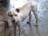 Cachorro ra a srd idade 2 anos nome nino