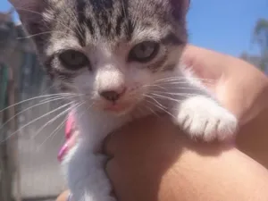 Gato raça srd idade Abaixo de 2 meses nome mel