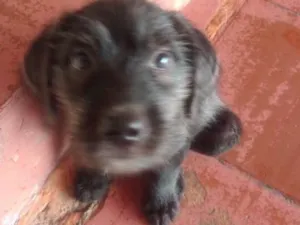 Cachorro raça Sem raça  definida idade 2 a 6 meses nome Fusca, mas pode muda