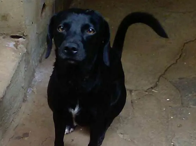 Cachorro ra a Vira lata idade 2 anos nome Eros