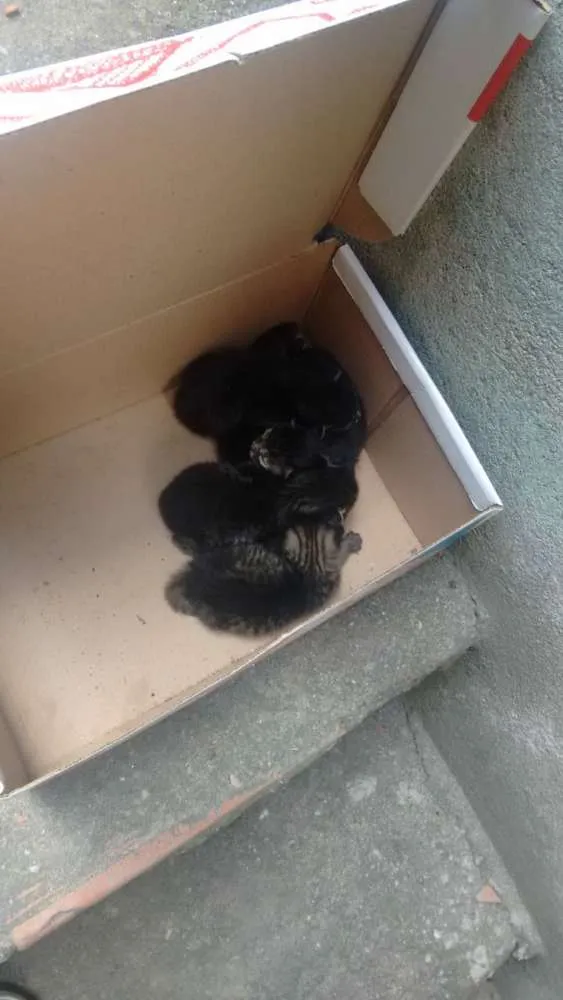 Gato raça SRD idade Abaixo de 2 meses nome Sem nomes
