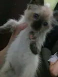 Nao tem