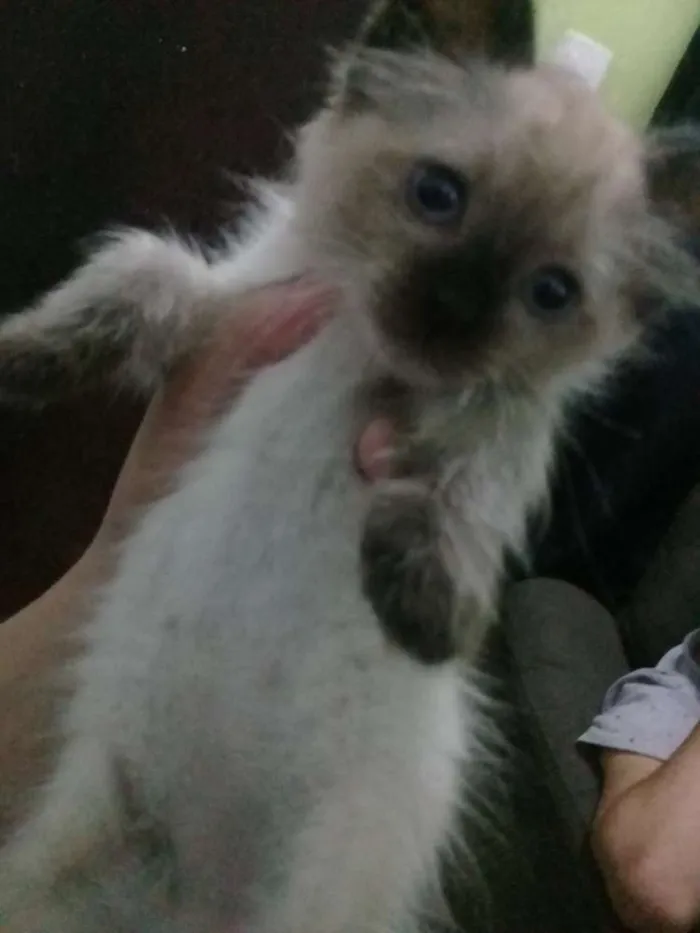 Gato ra a SRD idade Abaixo de 2 meses nome Nao tem