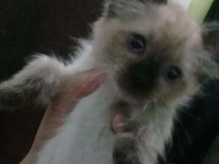 Gato ra a SRD idade Abaixo de 2 meses nome Nao tem