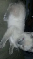 Nao tem