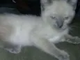 Nao tem