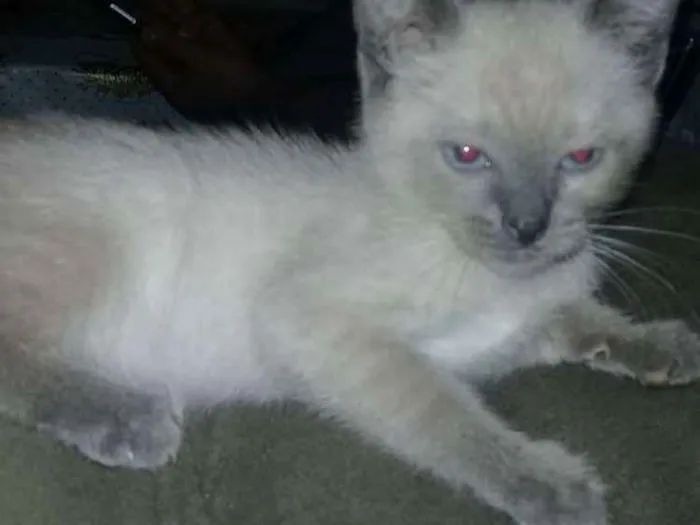 Gato ra a SRD idade Abaixo de 2 meses nome Nao tem