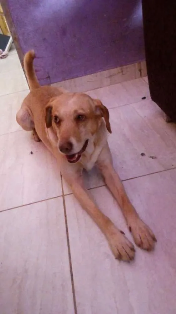Cachorro ra a Vira lata idade 4 anos nome Catatau