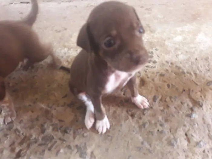 Cachorro ra a Vira-lata idade Abaixo de 2 meses nome Irmãos