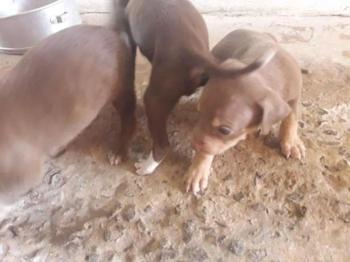 Cachorro ra a Vira-lata idade Abaixo de 2 meses nome Irmãos