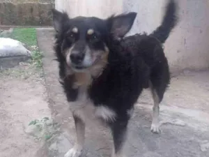 Cachorro raça Vira lata idade 2 anos nome Rico