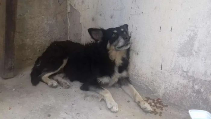 Cachorro raça Vira lata idade 2 anos nome Rico