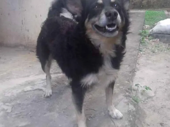 Cachorro raça Vira lata idade 2 anos nome Rico