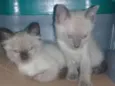 Nao tem